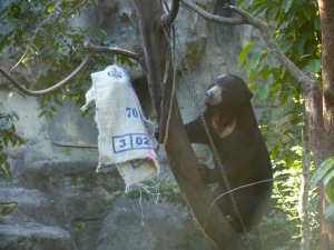 a bear climbing a tree to reach a sack